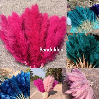 ดอกเลาสีสวยๆ ราคาต่อ1ก้าน ขั้นต่ำ 3ก้าน ดอกหญ้าเลา ดอกเลาแห้ง pampas ดอกเลาย้อมสี