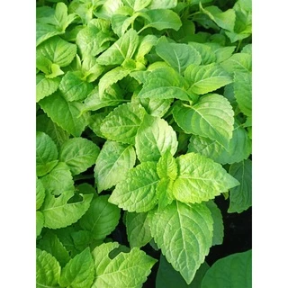 ยี่หร่า โหระพาช้าง กะเพาควาย ตัวเลือสูงสุด เมล็ดพันธุ์ 120 เมล็ด [10 แถม 1 คละได้]