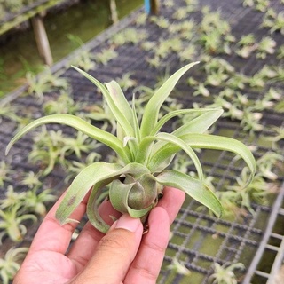 tillandsia streptophylla สเตรปโตไฟล่า #รากอากาศ #airplant #tillandsia