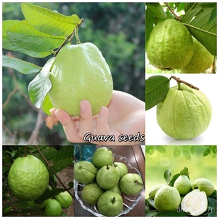 （เมล็ดพันธุ์ ถูก คละ）ของแท้ 100% พร้อมสต็อก Guava seeds บอนสีชายชล เมล็ดพันธุ์ พันธุ์ไม้ผล ต้นไม้ฟอกอากาศ ต้นไม้ม GVGN