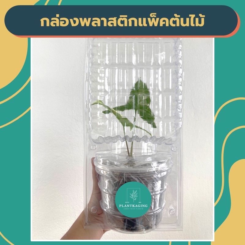 [ลดล้างสต็อก] กล่องแพ็คต้นไม้ สำหรับกระถาง 6” การแพ็คต้นไม้จะไม่ยาก เสียเวลาอีกต่อไป ขนาดใส่กล่องเบอร์ F ได้