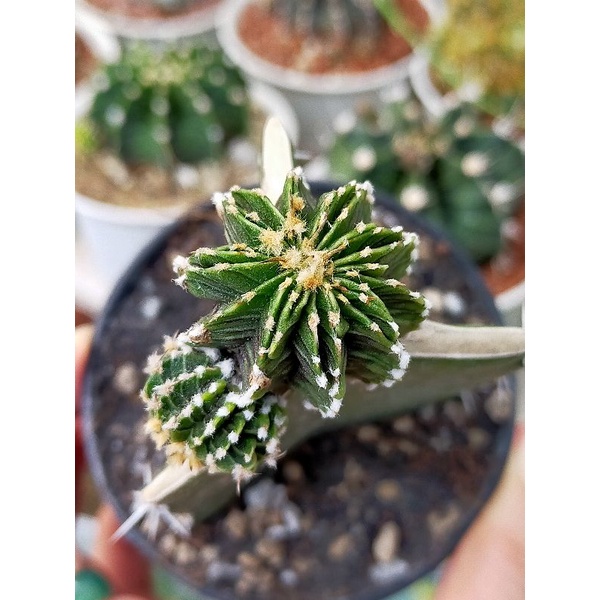 LB 2178 คริสด่างแท้พร้อมหน่อ 13 พู