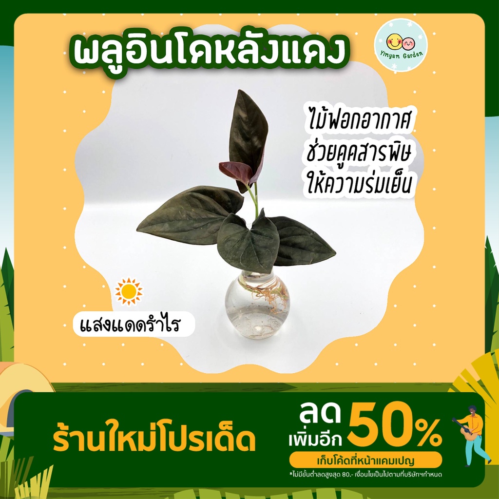 โปร 12.12 (3 กิ่งลด 5.-) พลูอินโดหลังแดง ไม้มงคล ต้นไม้เลี้ยงในน้ำ เลี้ยงง่าย ไม้ฟอกอากาศ ต้นไม้ในร่ม ประดับบ้าน