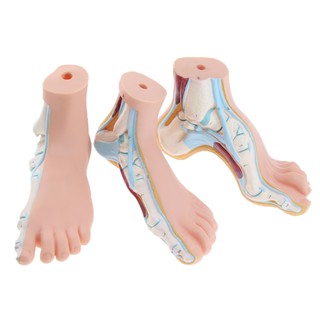 3 Pieces Set 1:1 Lifesize Human Normal Flat Arched Foot Anatomical Model