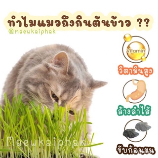 （มีของแจก）(เมล็ดพันธุ์แท้)เมล็ดพันธุ์ หญ้าแมว (เมล็ดต้นข้าวสาลี) บรรจุ 200 เมล็ดพันธุ์นำเข้าแท้ 100% นำไปขยายพันธุ์ต่อได