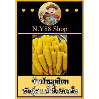 5แถม1เมล็ดพันธุ์ข้าวโพดเทียน สายน้ำผึ่ง 50 เมล็ด หอมหวานมัน สายพันธุ์โบราณ ปลูกง่าย ปลูกได้ทุกฤดู