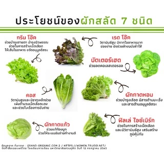 เมล็ดผักอินทรีย์ เมล็ดพันธุ์ผักสลัด เมล็ดผักสลัด 200-300 เมล็ด 20 บาท [10 แถม 1 คละได้]