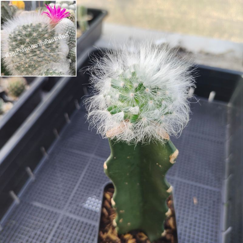 mammillaria guelzowiana lau 640 แมมลูกแมวไร้หนาม