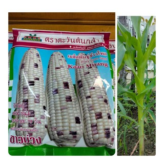 เมล็ดพันธุ์🌽🌽ข้าวโพดขาวม่วง.เหนียว.นุ่ม.ตราตะวันต้นกล้า.500.กรัม