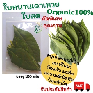 ใบหนานเฉาเหว่ย ใบสด Organic100% เก็บสด ไร้สารเคมี   คัดพิเศษ เกรดA คุณภาพ สะอาด ธรรมชาติ สมุนไพร ใบ  หนานเฉาเหว่ย