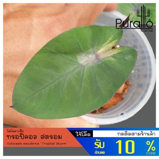 บอน โคโลคาเซีย ทรอปิคอล สตรอม colocasia tropical storm  #Colocasia #Colocasia esculenta