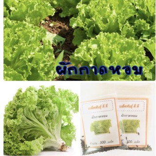 เมล็ดพันธุ์ ผักกาดหอม 300 เมล็ด ผักสลัด Lettuce