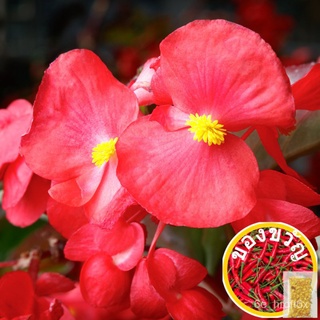 Seeds : Begonia Viking Explorer Red ON GREEN (10sds) Begonia: ไวกิ้งชุดการผจญภัย (สีแดง, สีเขียว) Trailinged seeds seeds