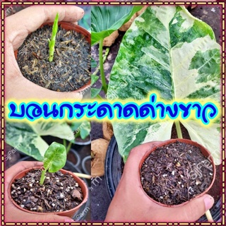 ใหม่!!Alocasia macrorrhizos ชิ้นตา-ไข่บอนกระดาดด่างขาว รื้อจากต้นแม่ด่างแท้ จัดส่งพร้อมกระถาง