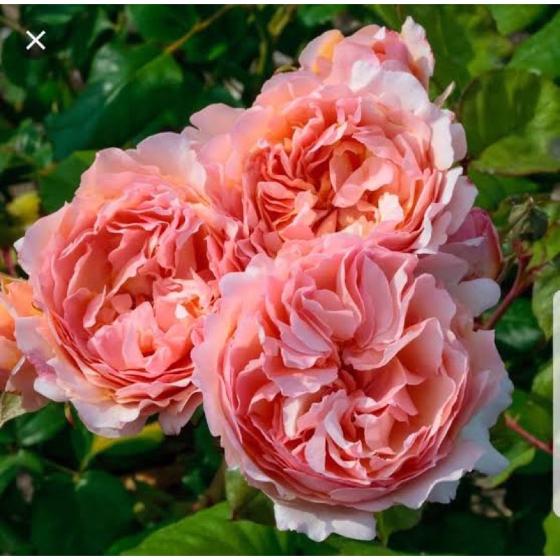 กุหลาบ 🌹 Duft  Juwel ดัฟจูเวล (ติกดอก)เจ้าหญิงชาร์ลีนแห่งโมนาโก กลิ่นหอมแรง ดอกใหญ่ แบบถุง