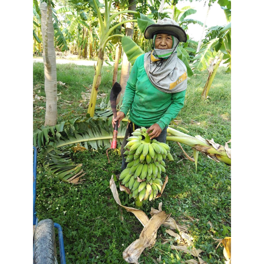 กล้วยน้ำว้า มะลิอ่อง หน่อกล้วย หน่อกล้วยน้ำว้าพันธุ์มะลิอ่อง จากต้นพันธ์ุเพาะเนื้อเยื่อ