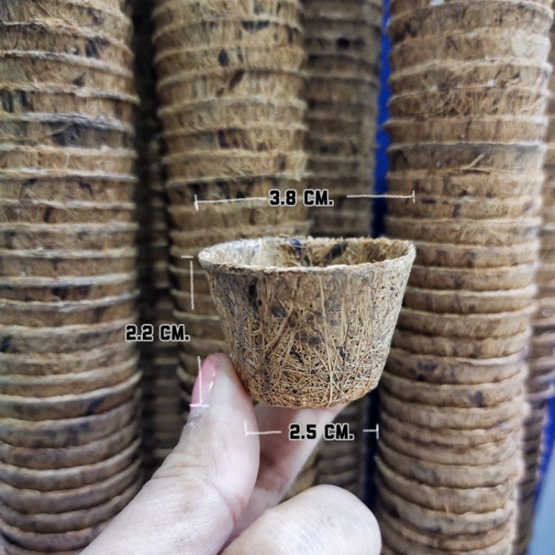 กระถางกากมะพร้าวจิ๋ว🌱 กระถางละ 1บ. 🔥พิเศษ 25 แถมฟรี 1🔥 กระถางเพาะชำทำจากใยมะพร้าวขนาดตามภาพ สำหรับปลูกแคคตัส ต้นกล้า