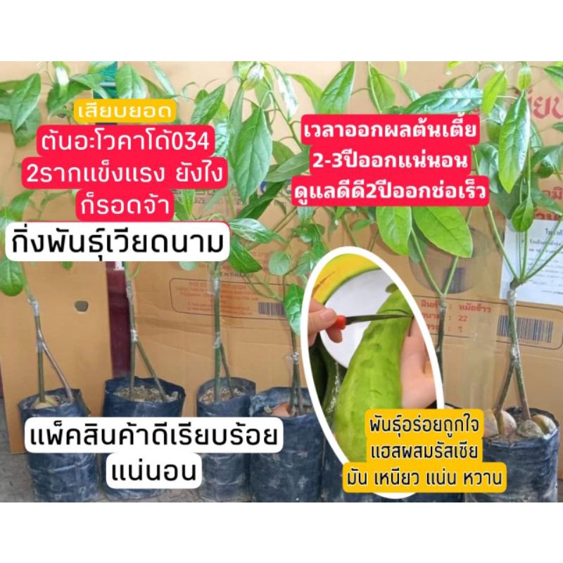 ต้นอะโวคาโด้034 กิ่งพันธุ์นำเข้าจากเวียดนาม 2รากแข็งแรงสูง50-65ซม