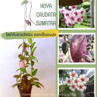 โฮย่าสุมาตรา Hoya Caudata Sumatra โฮย่าใบสวยสีใบออกแดง ส้ม เขียว ดอกเป็นขนมิ้ง🥰