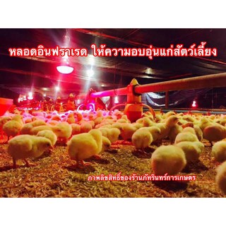 หลอดไฟอินฟาเรด สำหรับกกลูกไก่ อบลูกไก่ ลูกหมู ลูกสุนัข ให้ความอบอุ่นสัตว์เล็ก 100 วัตต์  ราคา 290 บาท