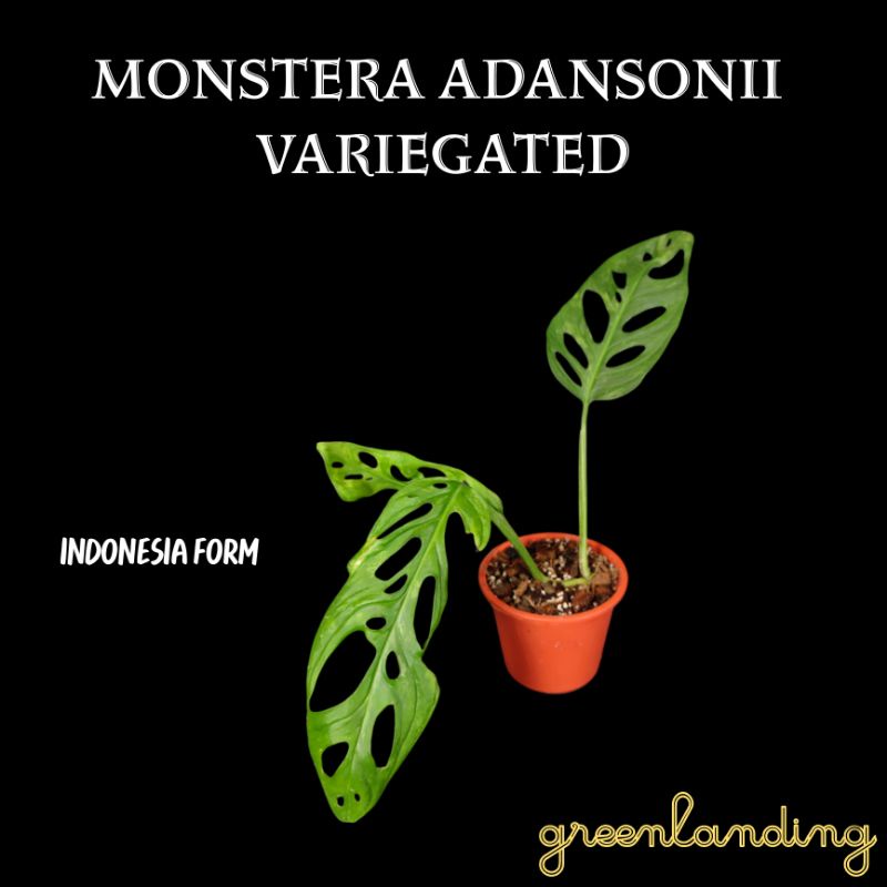 Monstera Adansonii indo form