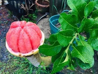 ส้มโอทับทิมสยาม น้ำหนัก 0.8-0.9 กกต่อลูก(ส้มตลาด)