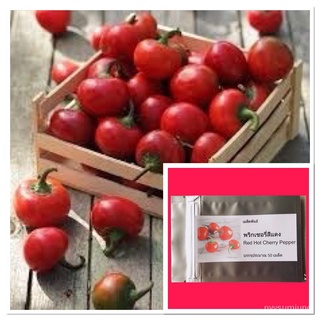 ขายดี สวนครัว/เมล็ดพันธ์พืช พริกเผ็ดเชอรี่สีแดง 100 เมล็ด Red Hot Cherry Pepper/อินทรีย์ คละ /เมล็ด ผัก ปลูก สวนครัว คละ