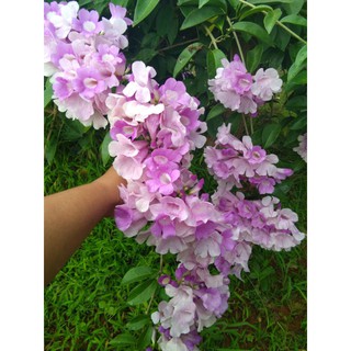 กระเทียมเถาว์ไม้เลื้อยออกดอกทั้งปี