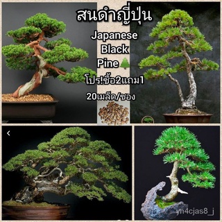 （อัตราการปลูกสูง）พร้อมสต็อกประเทศไทย เมล็ดสนดำญี่ปุ่น(คัดเมล็ด) Japanese Black Pine เมล็ดล็อตใหม่มาถึงแล้ว! Bonsai Pot P