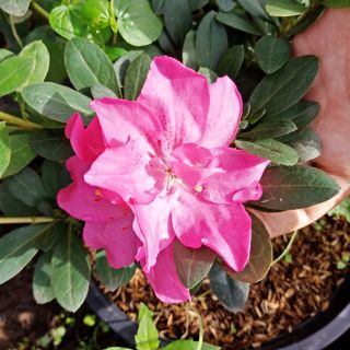 Flower Garden F75 กุหลาบพันปี Azalea สีแดง/ชมพู ไม้มงคล ออกดอกทั้งปี (Rhododendron) โรโดเดนดรอน กระถาง 11 นิ้ว