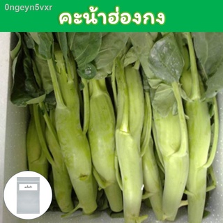 คะน้าฮ่องกง เมล็ดพันธุ์ 500+ เมล็ด ( Jumbo Chinese Kale)