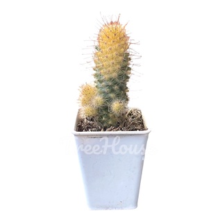 แมมมิลลาเรีย หนามแดงด่าง (Mammillaria mazatlanensis variegated) กระถาง 4 นิ้ว