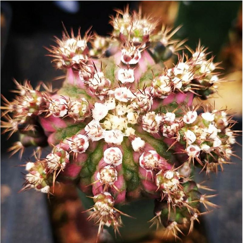 หน่อเด็ดสด แคคตัส T-Lux ยิมโนด่างสวย cactus