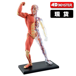 โมเดลหุ่นอนาโตมี่ 4D MasterHuman Vascular Muscle Tissue Skeleton Rack Anatomy Group Assembly Model Hospital Teaching Stu