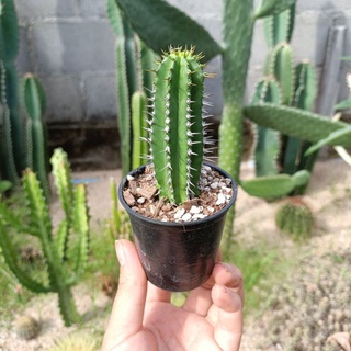 แคคตัส ยูโฟเบีย euphorbia inconstantia กระถาง 2.5 นิ้ว