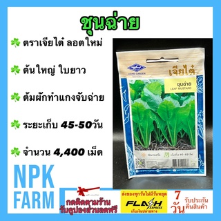 ผักซอง เจียไต๋ ชุนฉ่าย จำนวน 4,400 เมล็ด/ซอง เมล็ดพันธุ์ ลอตใหม่ งอกดี ปลูกง่าย ต้นใหญ่ ใบยาว ต้มผัก ทำแกงจับฉ่าย