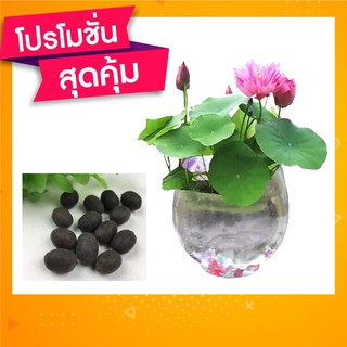 [ซื้อ 2 แถม1‼️]เมล็ดดอกบัวจิ๋ว 🌷บัวแคระคละสี ปลูกง่าย ออกดอกไว Lotus 10/1แพค(SSF04.10.1)