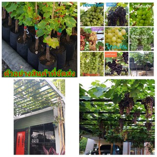 (ขาย ต้น พันธุ์ ) ต้น องุ่น ต้นองุ่น Grapevine grape ไวท์มะละกา แบล็คโอปอร์  บิ๊กเพอเลท ไซมัสแคท โกลเด้น เซนทาเนียล