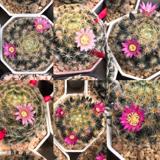 ขนนกเหลืองดอกชมพู Mammillaria Schiedeana