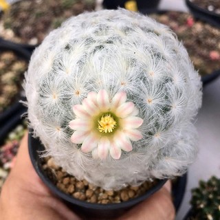 Plants Center พร้อมส่ง( baixing)กระบองเพชร แคคตัส แมมขนนก Mammillaria plumosa ต้นเดี่ยว กับ ฟอร์มกอ