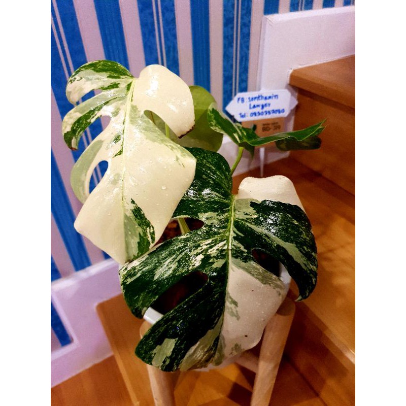 🪴Monstera albo🪴มอนสเตอร่า อัลโบ้