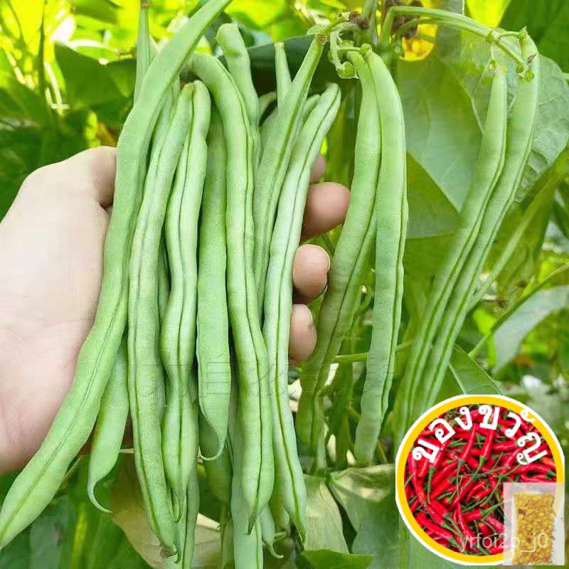 เมล็ดอวบอ้วน100%50 เมล็ด/ห่อ เมล็ดพันธุ์ ถั่วไต Kidney Bean Seed Vegetable Seeds for Planting Plants เมล็ดผักต่างๆ เมล็ด