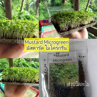 เมล็ดผักไมโครกรีน Mustardปริมาณ4กรัม(มีเก็บเงินปลายทาง)