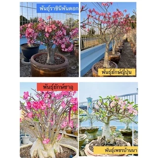เมล็ดชวนชม ชวนชม เมล็ดดอกไม้ พันธุ์ยอดนิยม ราชินีพันดอก บางคล้า เขาหินซ้อน ฯลฯ เปอร์เซ็นการขึ้นดีมาก เพาะง่าย ไม้มงคล
