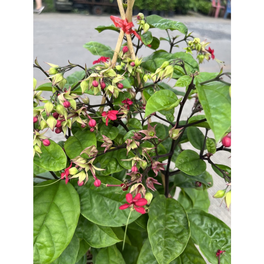 มุมมอง 2