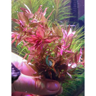 ต้นไม้น้ำ โรทาล่า มาครานด่า​เขียว Rotala macrandra Green