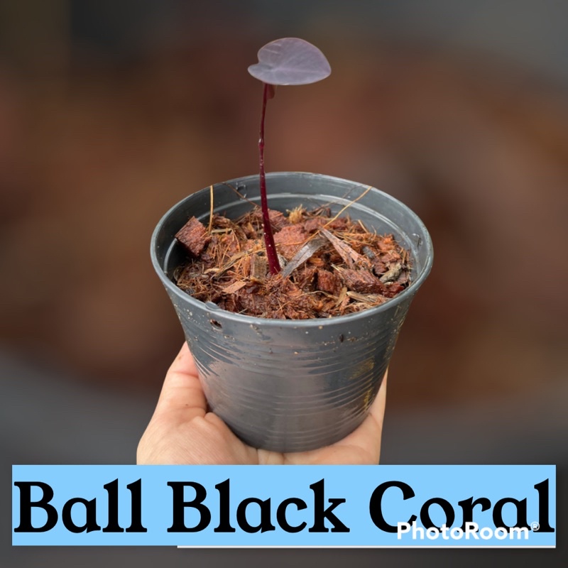 colocasia black coral บอนแบล็คโครอลบอนดำสายมูห้ามพลาดส่งทั้งกระถาง