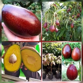 Bibit Alpukat Red Vietnam