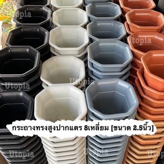 กระถางทรงสูง ปากแตร 8เหลี่ยม [ขนาด 2.5 นิ้ว]-แคคตัส กระบองเพชร กระถาง