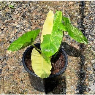 Philodendron burle Marx ฟิโลเดนดรอน เบอร์เลอร์มาร์ค